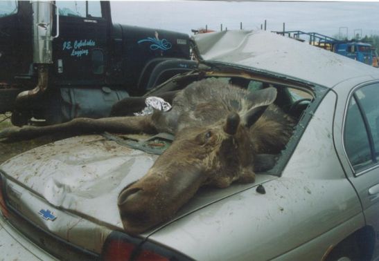 poor-moose-hits-car-2.jpg